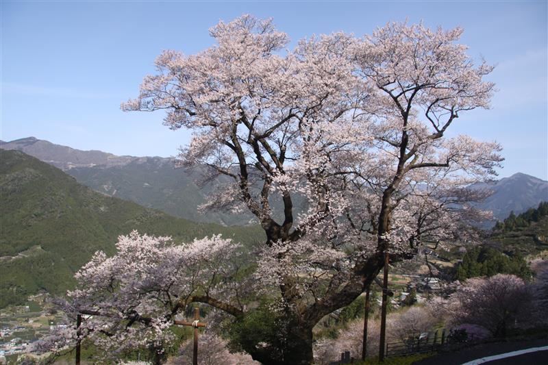 仁淀川町桜地区のひょうたん桜