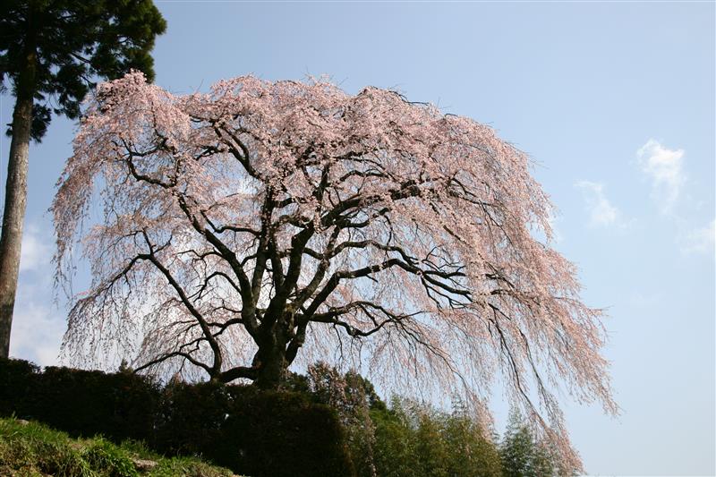 秋葉神社近くの中越家のしだれ桜