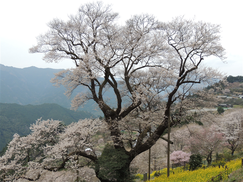ひょうたん桜樹齢約500年